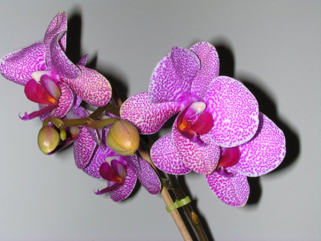orhideja-1.JPG, 659 KB